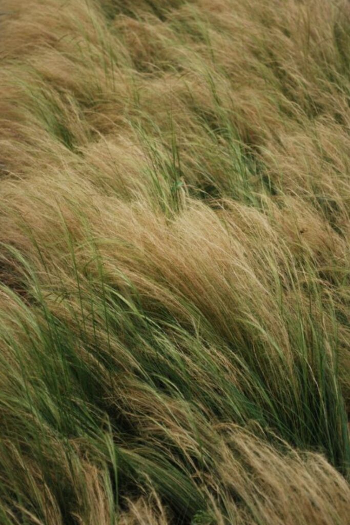 A field of long grass