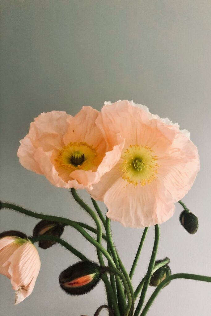 Peach Icelandic Poppy